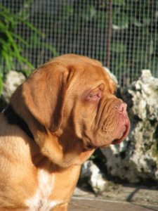 Dogue De Bordeaux