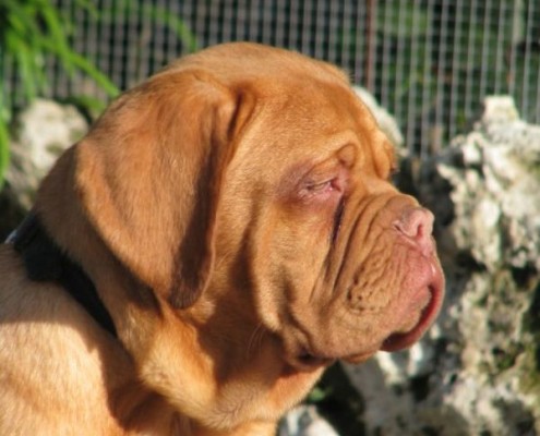 Dogue De Bordeaux
