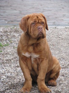 Allevamento Dogue De Bordeaux