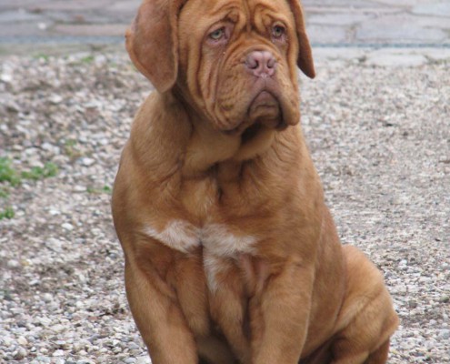 Allevamento Dogue De Bordeaux