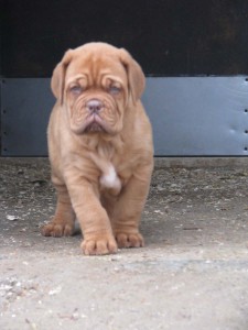 Allevamento Dogue De Bordeaux