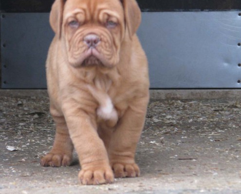 Allevamento Dogue De Bordeaux