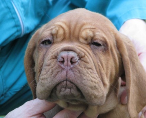 Dogue De Bordeaux