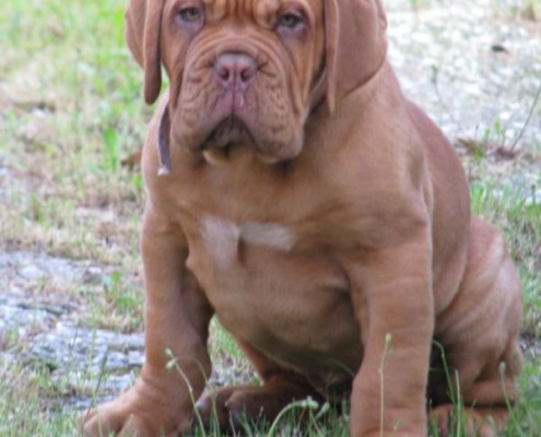 Dogue De Bordeaux