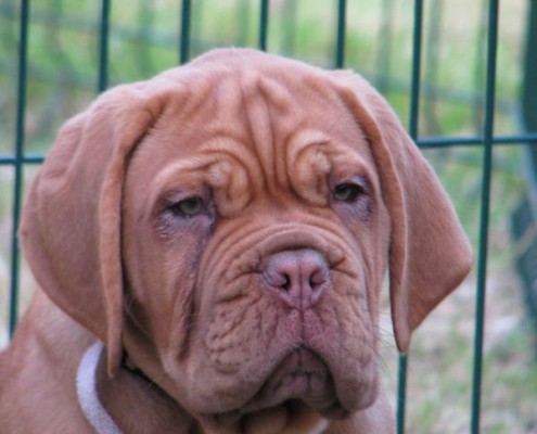 Dogue De Bordeaux