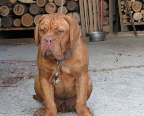 Dogue De Bordeaux