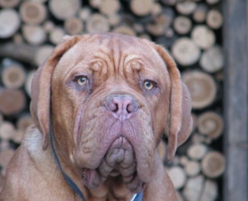 Dogue De Bordeaux
